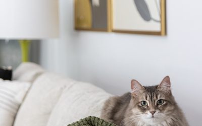A Guide to Choosing Pet-Friendly Furniture for Your Stylish Space