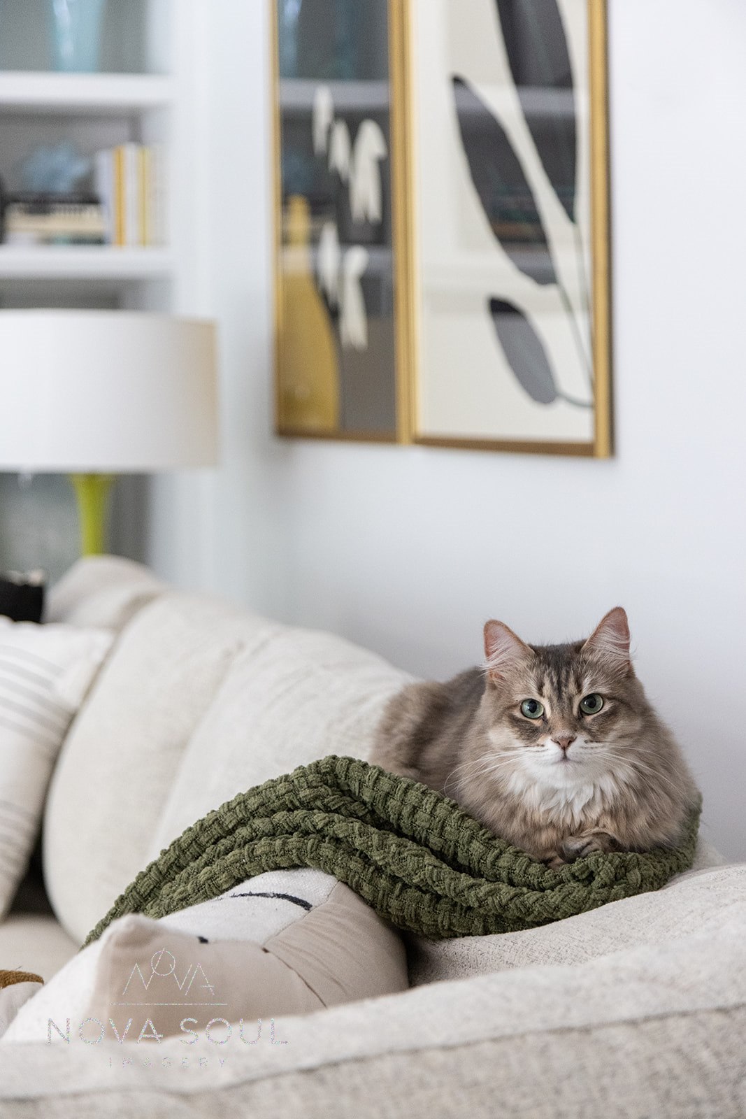 A Guide to Choosing Pet-Friendly Furniture for Your Stylish Space