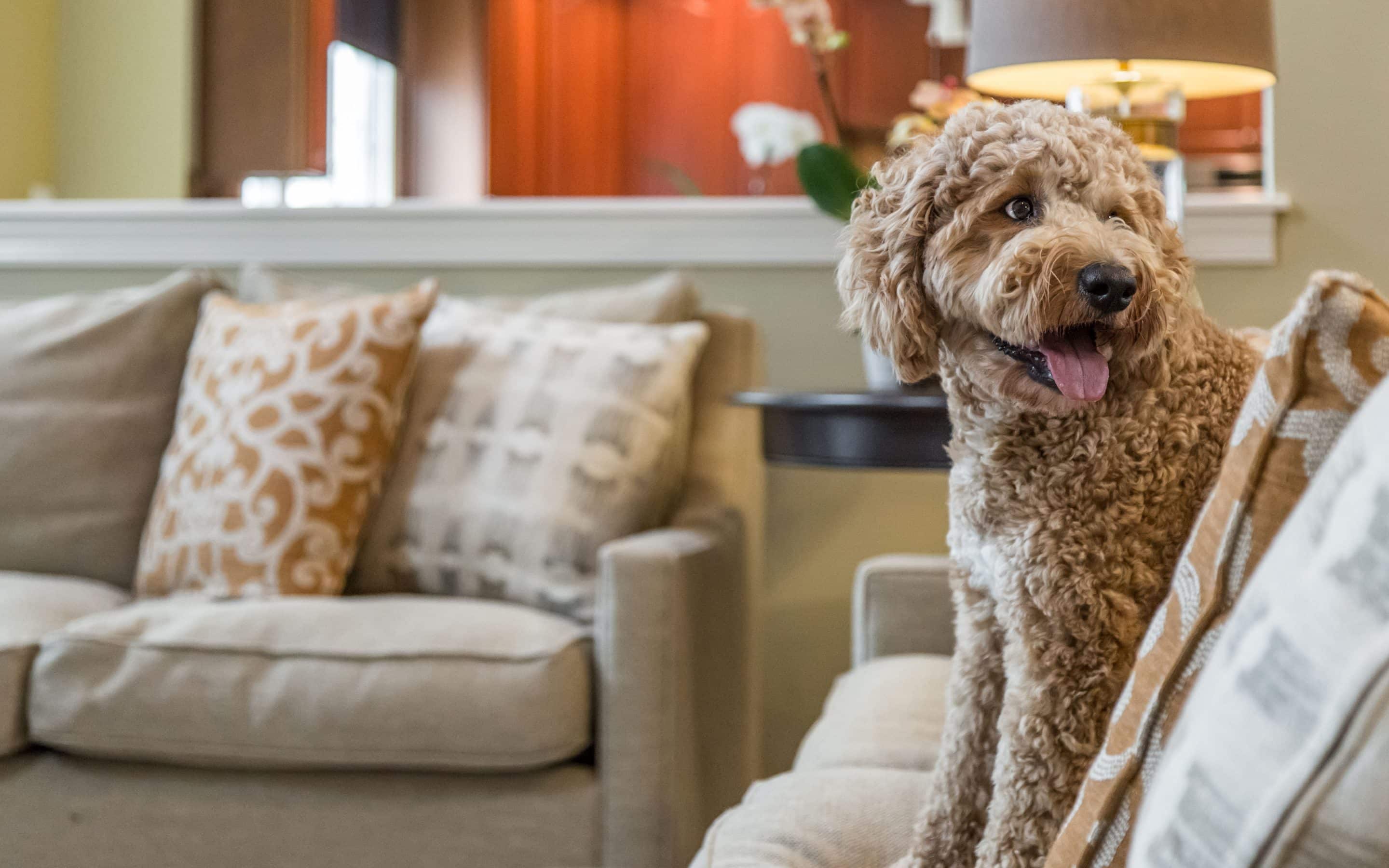 Stylish and Practical Pet-Friendly Interiors